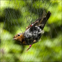 07_robin_in_mist_net_470x470