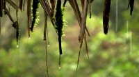 stock-footage-water-dripping-off-a-mossy-thatched-roof-with-forest-background