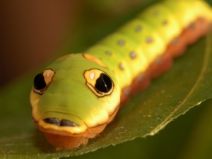 caterpillar spicebush-swallowtail-butterfly