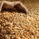 9748198-barley-seed-pile-bag-sack