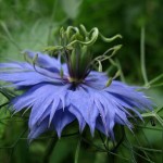 Nigella