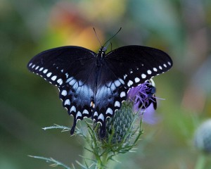 butterfly  Papilio-troilus