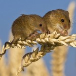 Harvest-mice-on-an-ear-of-004