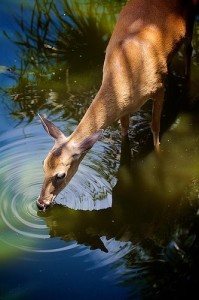 deer water