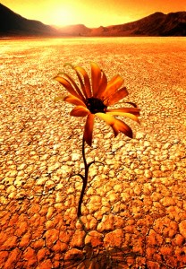 Sunbaked Mud in Desert