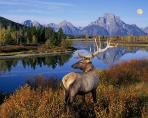 Deer-Water-Stream-Nature-Mountains-Grass-Trees-Hi-808761