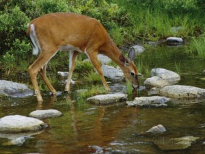 phil-schermeister-a-white-tailed-deer-drinks-from-a-stream