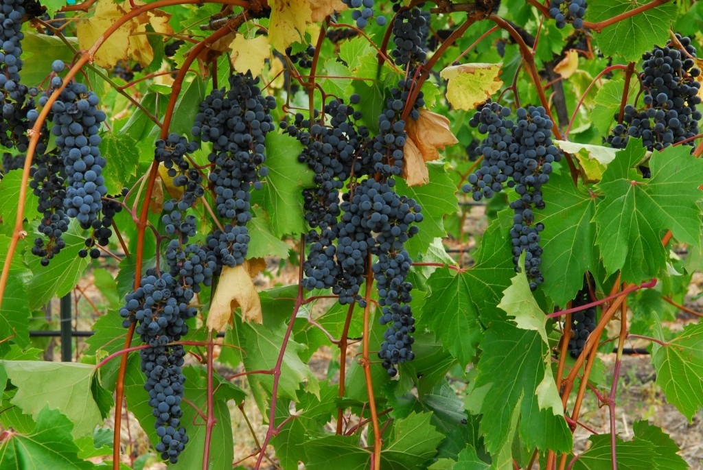 grapes