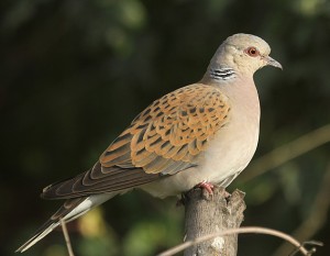 Dove 1