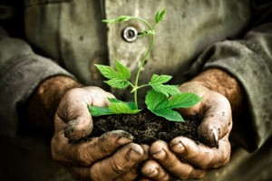 Old Gardeners hands