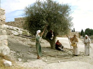 nazarus_harvesting_olives