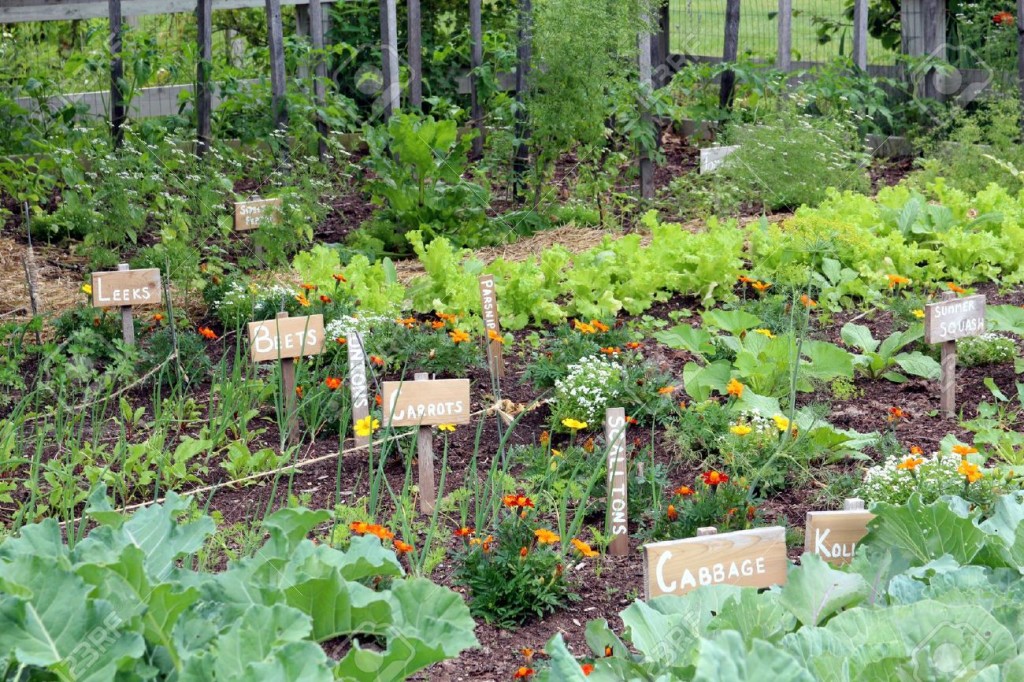 15114379-Vegetable-garden-Stock-Photo-vegetables